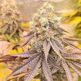 Orange Runtz Cake Female Cannabis Seeds by Conscious Genetics