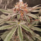 Orange Runtz Cake Female Cannabis Seeds by Conscious Genetics