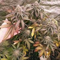 Orange Runtz Cake Female Cannabis Seeds by Conscious Genetics