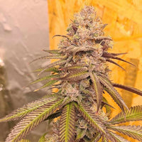 Orange Runtz Cake Female Cannabis Seeds by Conscious Genetics