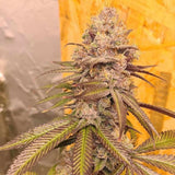 Orange Runtz Cake Female Cannabis Seeds by Conscious Genetics