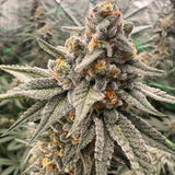 Orange Runtz Cake Female Cannabis Seeds by Conscious Genetics