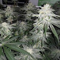 Orange Runtz Cake Female Cannabis Seeds by Conscious Genetics