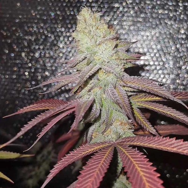 Orange Runtz Cake Female Cannabis Seeds by Conscious Genetics