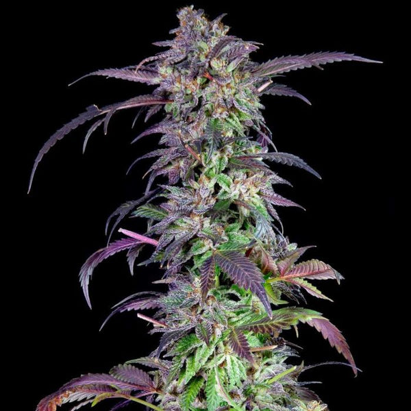 Orangina Female Weed Seeds by Grateful Seeds