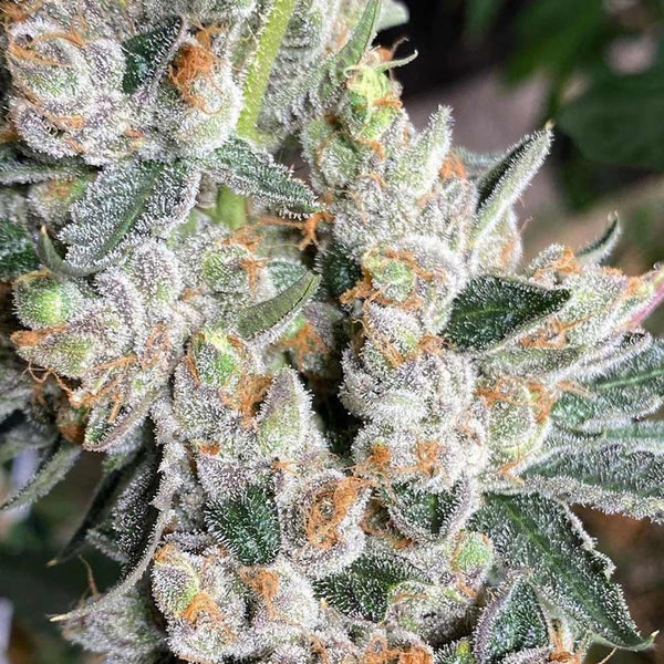 Papusas Female Cannabis Seeds by Cannarado Genetics