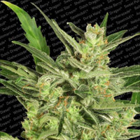 Auto Maria II Auto Flowering Female Cannabis Seeds by Paradise Seeds