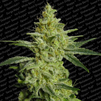 ALLKUSH Female Cannabis Seeds by Paradise Seeds