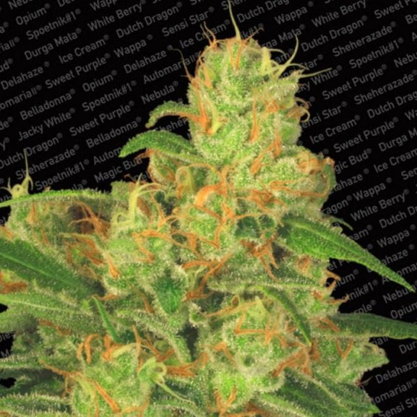 Auto Acid Auto Flowering Female Cannabis Seeds by Paradise Seeds