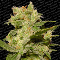 Auto Jack AutoFlowerer Female Cannabis Seeds by Paradise Seeds