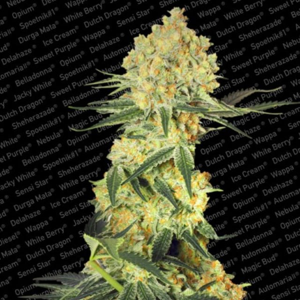 Auto Wappa AutoFlowering Female Cannabis Seeds by Paradise Seeds