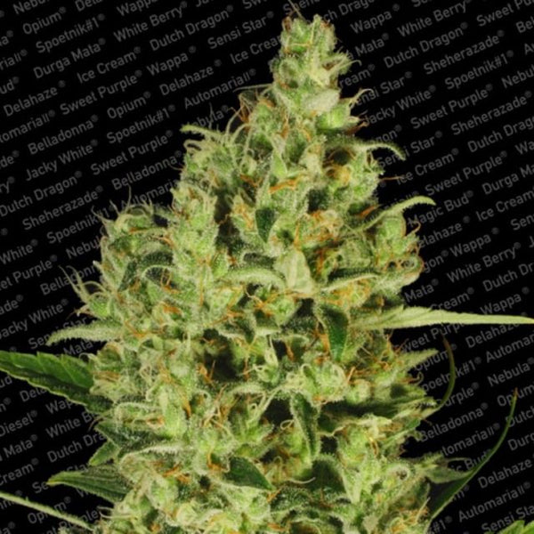 Delahaze Female Cannabis Seeds by Paradise Seeds