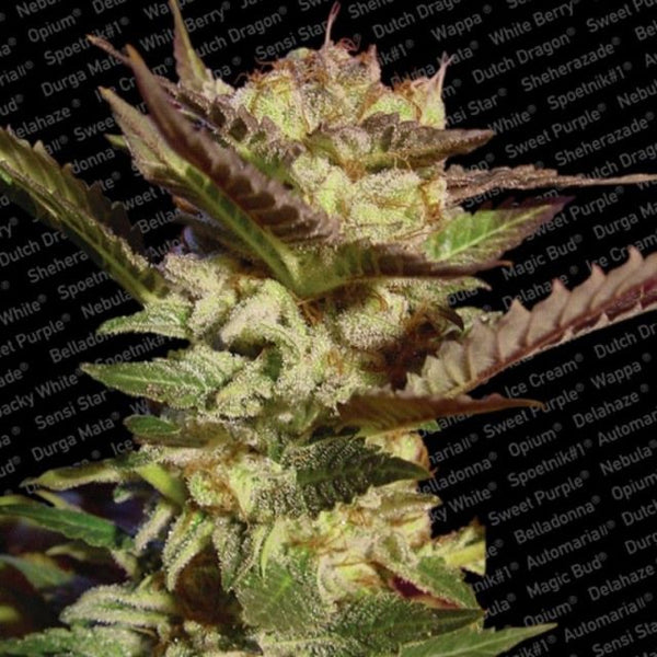 Durga Mata (The Mother Goddess) Female Cannabis Seeds by Paradise Seeds