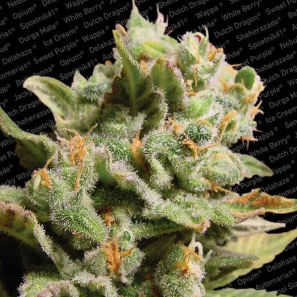 Dutch Dragon Female Cannabis Seeds by Paradise Seeds