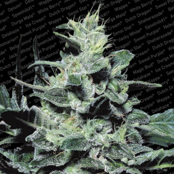 Nebula Regular Cannabis Seeds by Paradise Seeds