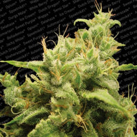 Opium Female Cannabis Seeds by Paradise Seeds