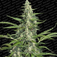 Pandora Auto Flowering Female Cannabis Seeds by Paradise Seeds