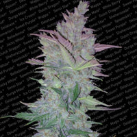 Vertigo Auto Flowering Cannabis Seeds by Paradise Seeds