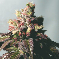 Passion Berry - The Gold Line - Female Cannabis Seeds by The Cali Connection