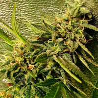 Peach Slaps Female Weed Seeds by Holy Smoke Seeds