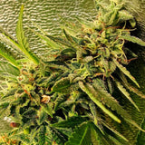 Peach Slaps Female Weed Seeds by Holy Smoke Seeds