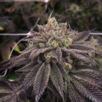 StarCake (PhenoFinders x Royal Resin) Female Cannabis Seeds by PhenoFinder Seeds