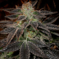 Pie Face Regular Cannabis Seeds by Archive Seedbank