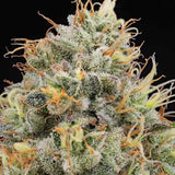 Piñata Female Weed Seeds by Grounded Genetics