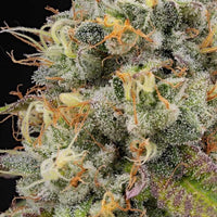 Piñata Female Weed Seeds by Grounded Genetics