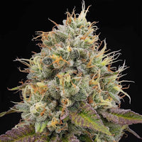 Piñata Female Weed Seeds by Grounded Genetics