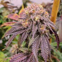 Pink Cookie Bliss Regular Cannabis Seeds by True Canna Genetics