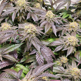 Pink Cookie Bliss Regular Cannabis Seeds by True Canna Genetics