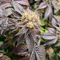 Pink Cookie Bliss Regular Cannabis Seeds by True Canna Genetics