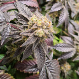 Pink Cookie Bliss Regular Cannabis Seeds by True Canna Genetics