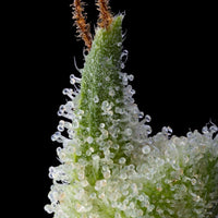 Pink Limez Female Weed Seeds by Grounded Genetics