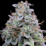 Pink Limez Female Weed Seeds by Grounded Genetics