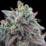 Pink Limez Female Weed Seeds by Grounded Genetics