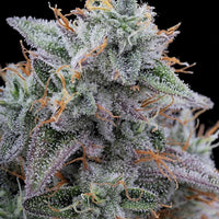 Pink Limez Female Weed Seeds by Grounded Genetics