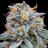 Pink Limez Female Weed Seeds by Grounded Genetics