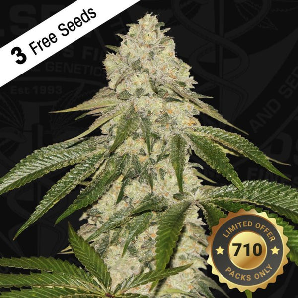 Pisthash Female Cannabis seeds by T.H.Seeds