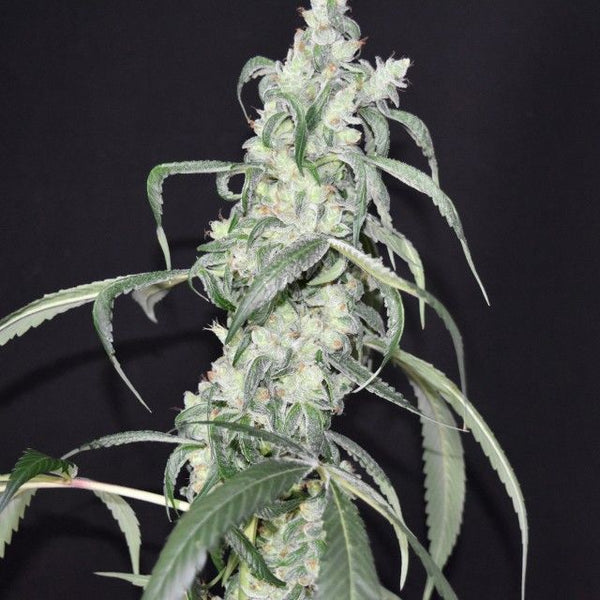 Crystal Sherbet Female Cannabis Seeds by Pot Valley Seeds