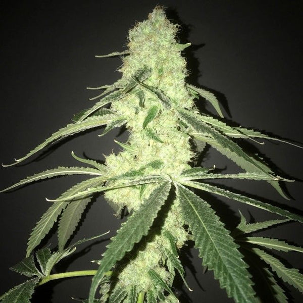 Her Majesty's Kush Female Cannabis Seeds by Pot Valley Seeds