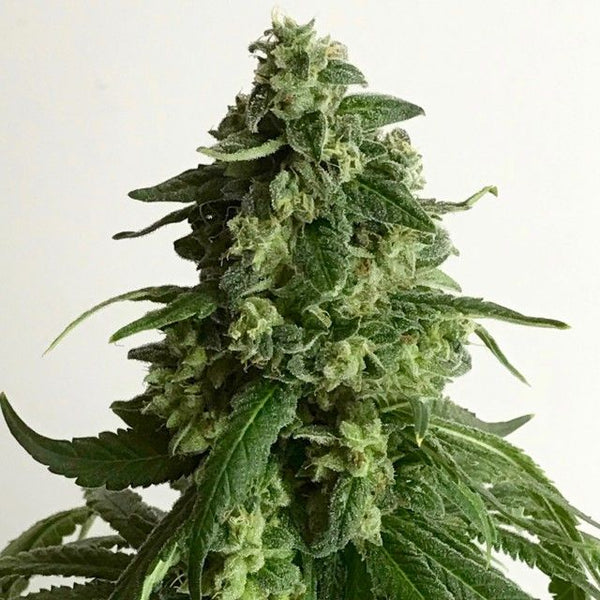 King's Fudge Regular Cannabis Seeds by Pot Valley Seeds