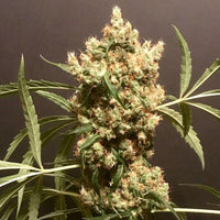 Strawberry Marshmallow Female Cannabis Seeds by Pot Valley Seeds