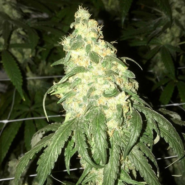 Golden Monkey Regular Cannabis by Pot Valley Seeds