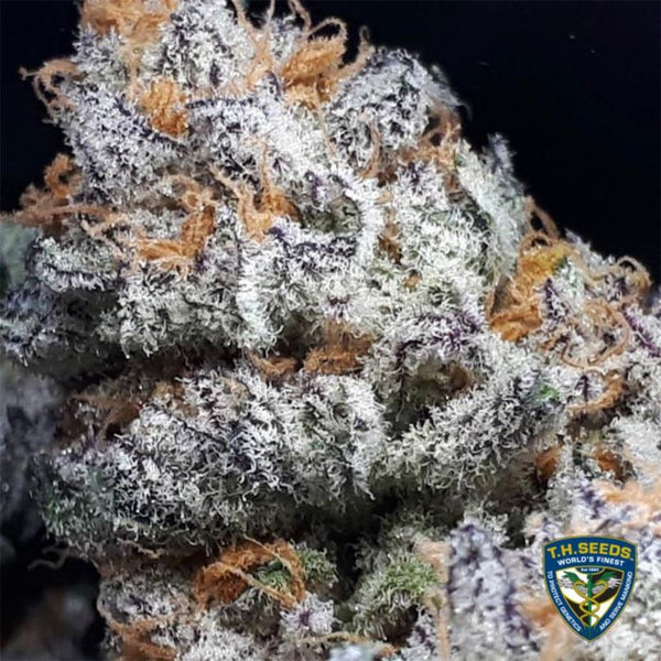 Purple Banana Cream Female Cannabis Seeds by T.H.Seeds