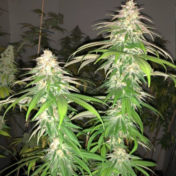 Purple Strawberry Sherbert Female Cannabis Seeds by PhenoFinder Seeds