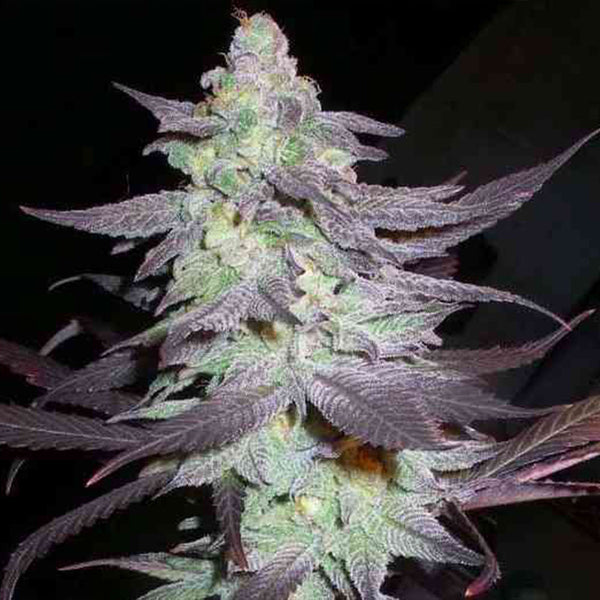 Purple Wreck Female Cannabis Seeds by Reserva Privada