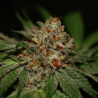 Rado Biker Regular Cannabis Seeds by Karma Genetics