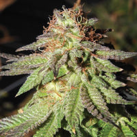 Rainbow Valley Regular Cannabis Seeds by True Canna Genetics